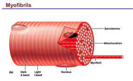 info-image